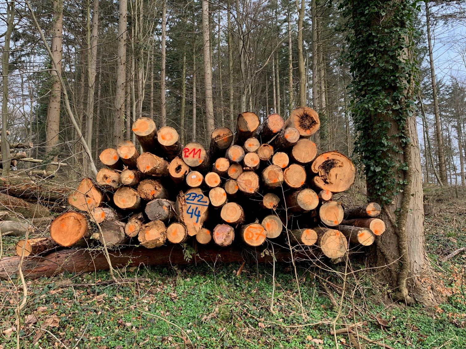 Holzpolter mit geschaedigten Baumstaemmen